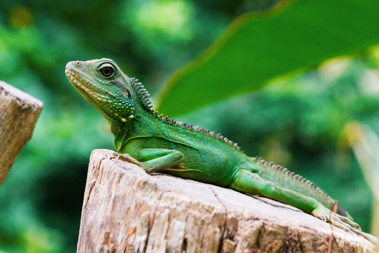 Iguana-1