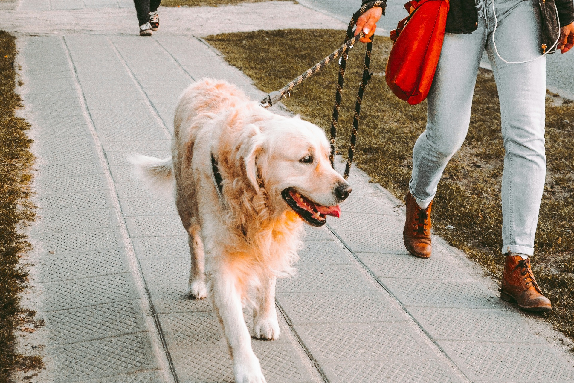 Paseo de perros